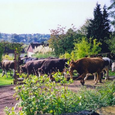 Cows in a garden