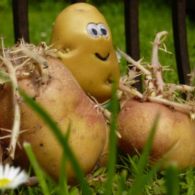 Potatoes chitting